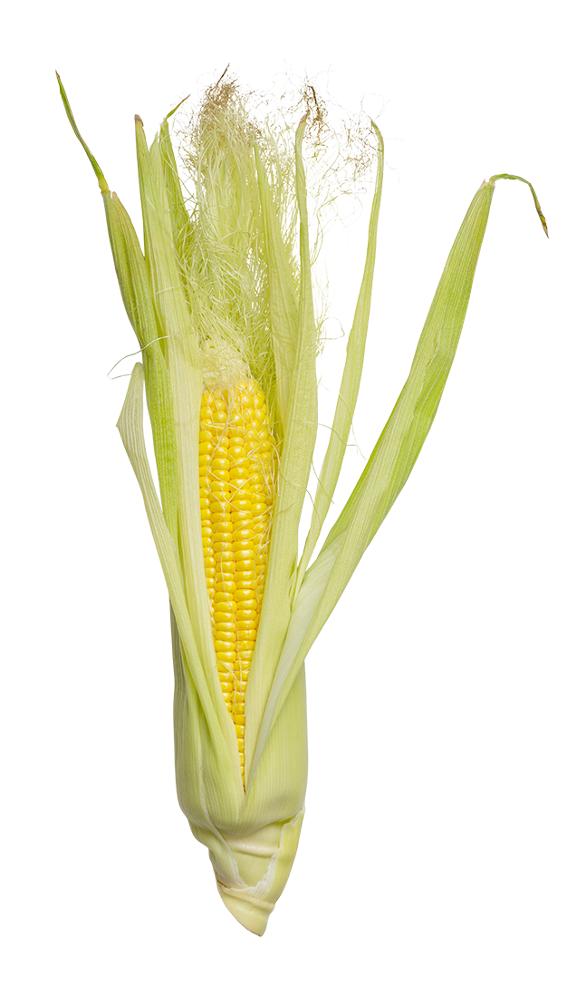 Corn, colourful Corn png, Corn png image, Corn transparent png image, Corn png full hd images download